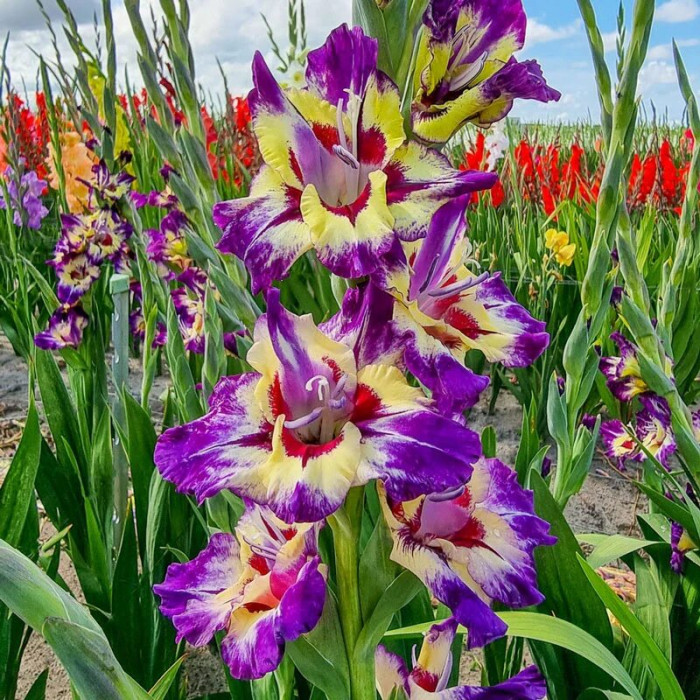 Гладіолус Circus Color 2